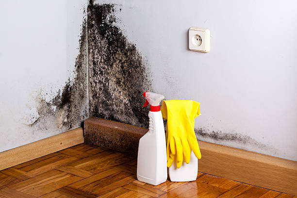 Mold Removal Process in Susitna North, AK