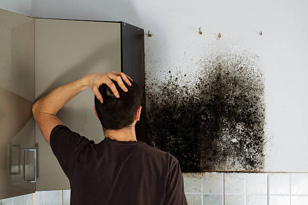 Professional Mold Removal in Susitna North, AK